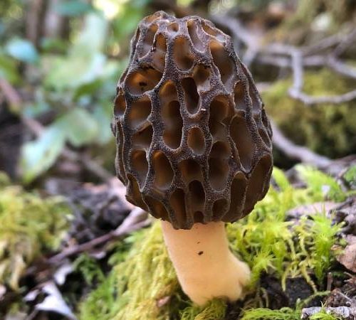 Experiencia Fungi en La Araucanía